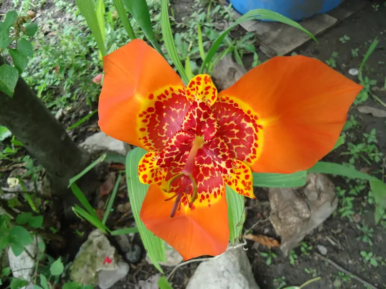 Ita tikada'ia ya'a saj ndo xa'mi xi